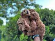 Orjinal Toy Poodle Yavrular