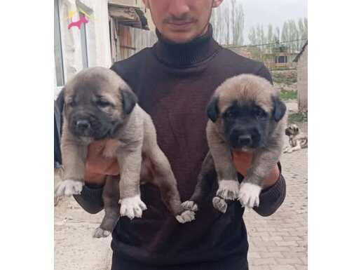 81 ile gönderim var erkek alana dışı hediyemiz 