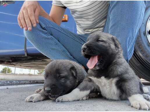81 ile gönderim var kalitenin adresi Paşalar kangal 