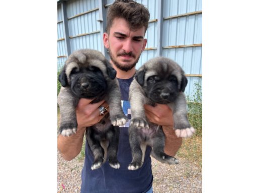 Kalitenin adresi paşalar Kangal Çiftliği göndermeye devam