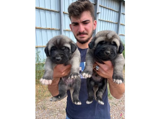 81 ile gönderim var hızlı olan kazanır