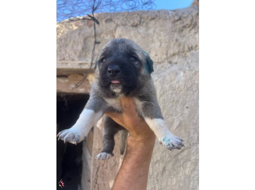 81 ile gönderim var kalite sahipi olmak isteyen hızlı olsun