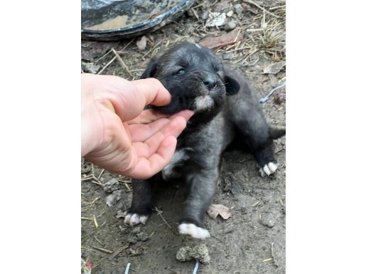 Sivas aslanları hızlı olan kazanır 