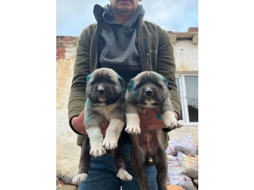 81 ile gönderim var kalitenin adresi hızlı olan kazanır 