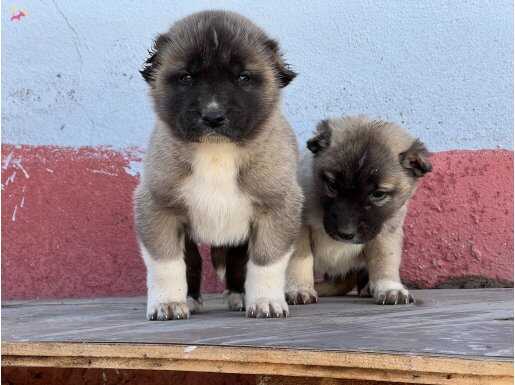 81 ile gönderim var kalitenin adresi