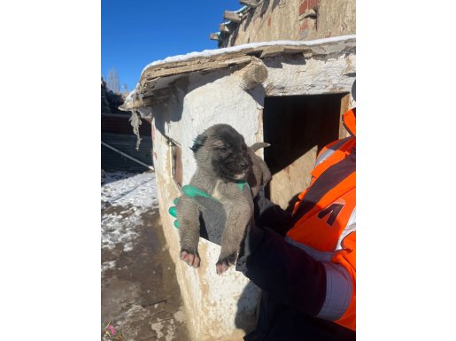 81 ile gönderim var gün icinde