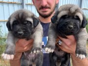 81 ile gönderim var hızlı olan kazanır