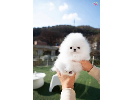 Mini Kore orjinal teacup pomeranian boo’lar