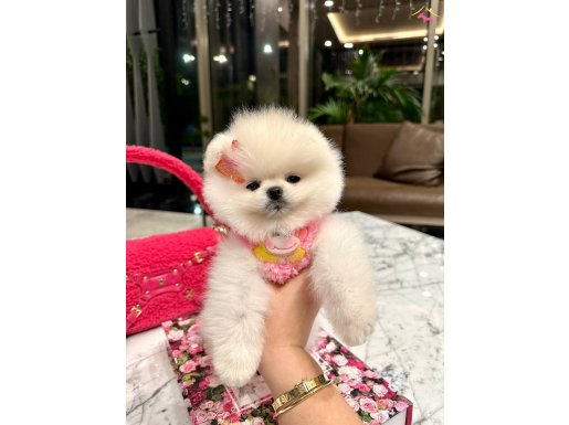 Üst düzey Pomeranian Boo Mia