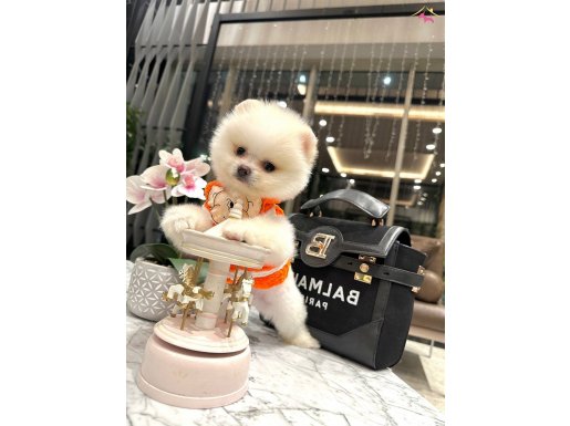 Yeni Pomeranian yavrularımız