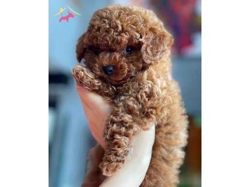 Korea Toypoodle’larımızı görmek için davetlisiniz