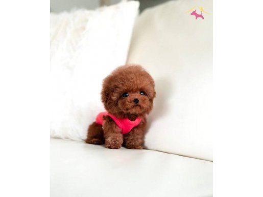 Korea Teacup toypoodle oğlumuz Riko