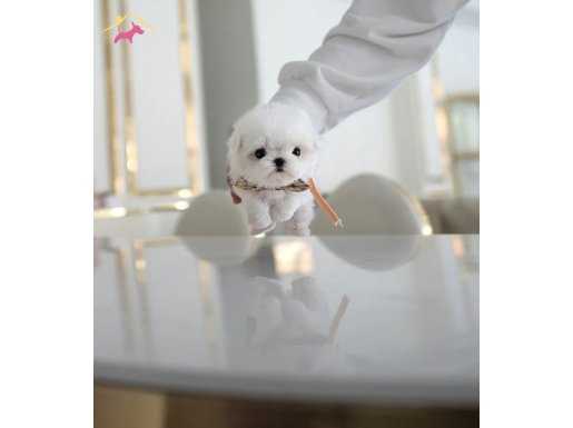 Best puppy Korea Maltese Şimoşi