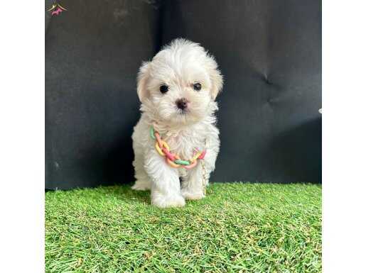 Korea maltese junjun