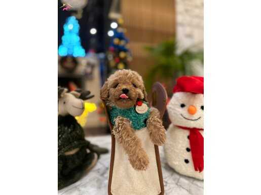 Yeni yıl neşesi oğlumuz BAL