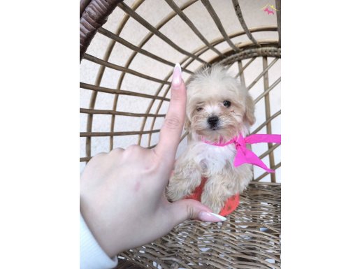 Miniler minisi maltipoo kızım 0 numara
