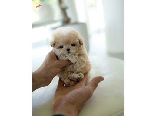 Sıfır numara Kore maltipoo