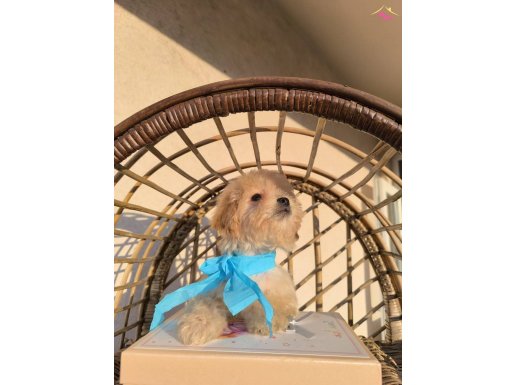Güzel yüzlü Maltipoo Bobbi