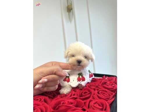 Daha miniği yok! Korea Maltese