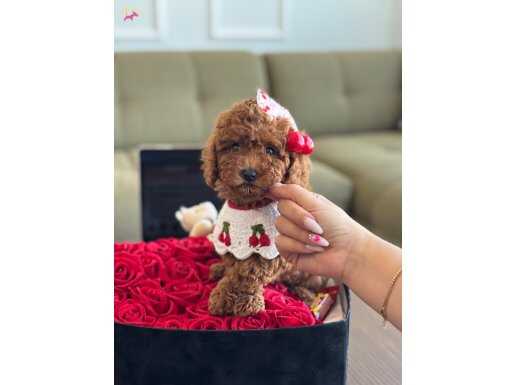 Büyümeyen boy yavru Toy Poodle
