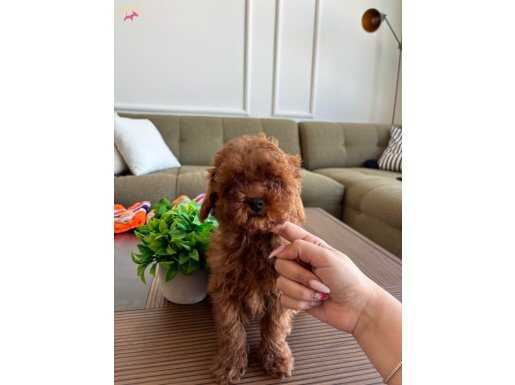 5 aylık kore Poodle