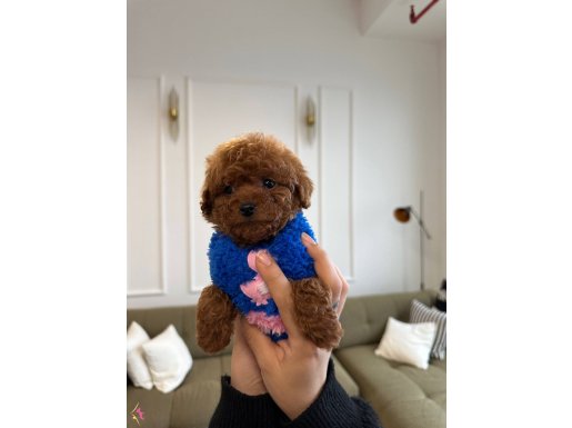 A kalite gerçek saf kan Toy Poodle