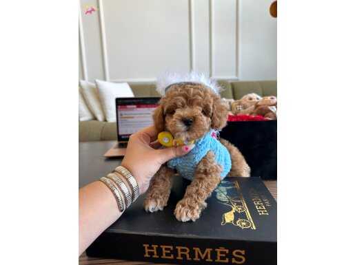 A kalite büyümeyen boy Maltipoo