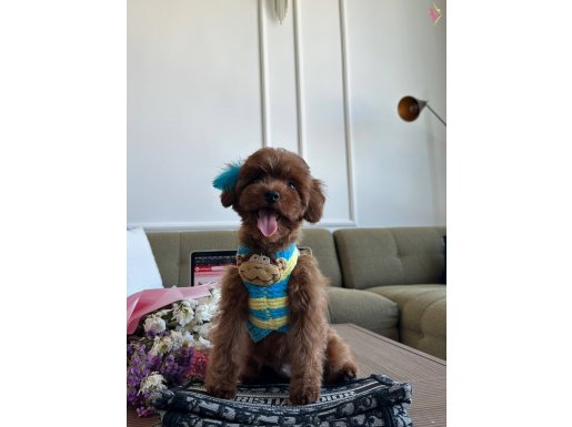 5 aylık Dark Brown Kore Poodle