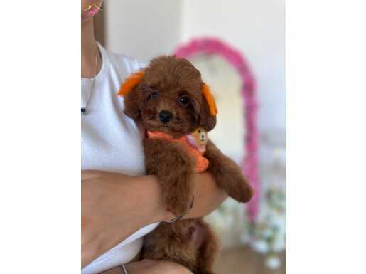 5 Aylık Mini Kore Toypoodle oğlum