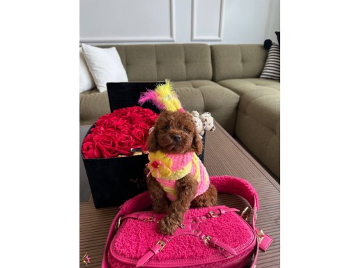 Mikro ToyPoodle yavrum Luna