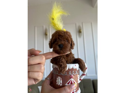 Kore Poodle mı En iyisi sizler için