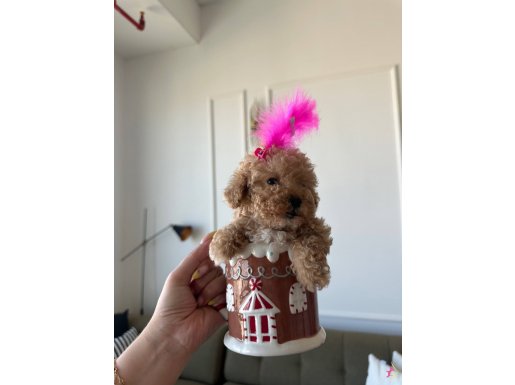 Bardak boy Maltipoo Cindy