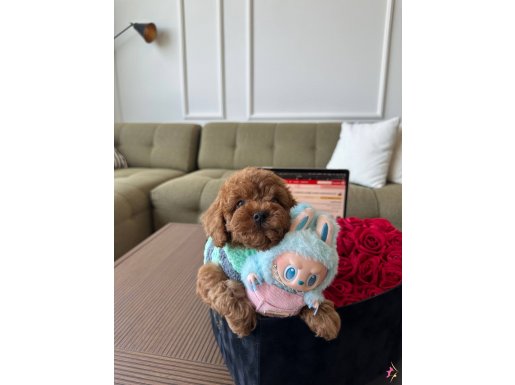 Sözlesmeli teslim Safkan Toypoodle