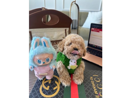 Bebek suratlı maltipoo yavrularımız