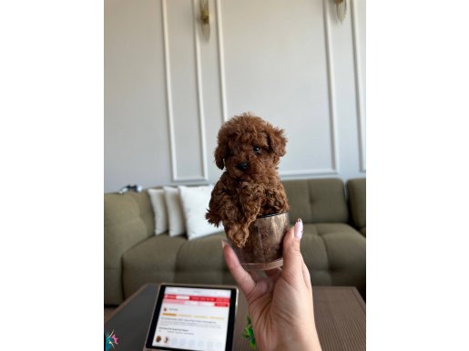 Gerçek teacup boy, Büyümez!