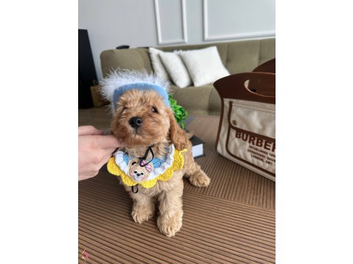 Bebek suratlı kızım