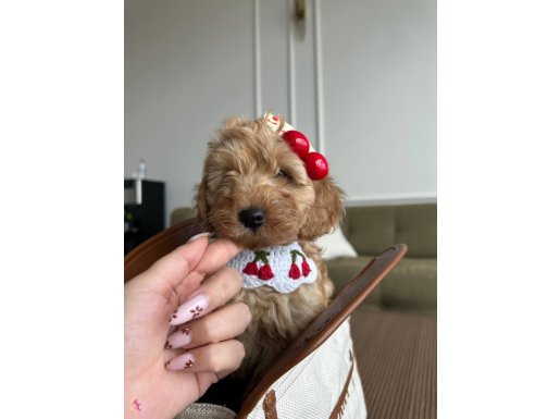 Bal surat maltipoo kiraz