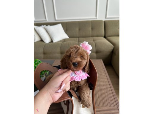 Toypoodle gibi Maltipoo