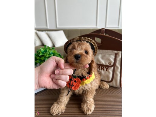 Özel maltipoo oğlum Mango