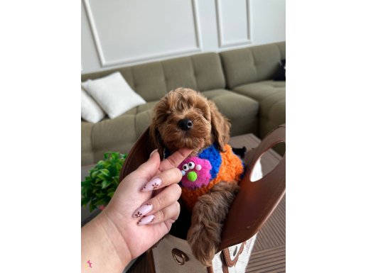 Poodle renginde Maltipoo