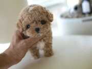Korea Maltipoo Bambi