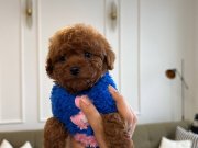 A kalite gerçek saf kan Toy Poodle