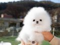 Mini Kore orjinal teacup pomeranian boo’lar