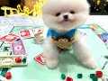 Premium Orginal Teddy Bear Boo Exacly