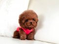 Korea Teacup toypoodle oğlumuz Riko