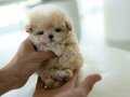 Sıfır numara Kore maltipoo