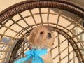 Güzel yüzlü Maltipoo Bobbi