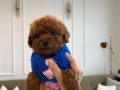 A kalite gerçek saf kan Toy Poodle