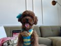 5 aylık Dark Brown Kore Poodle