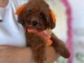 5 Aylık Mini Kore Toypoodle oğlum